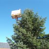 Christbaum 2011